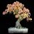 prunusmume